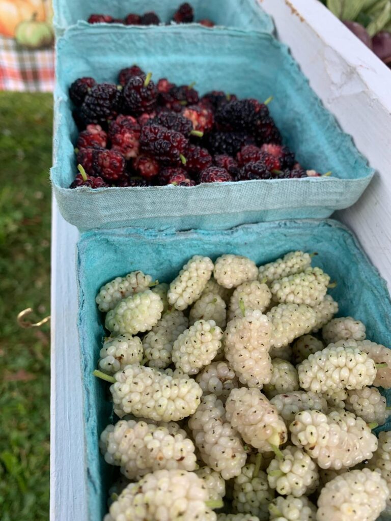 White mulberries