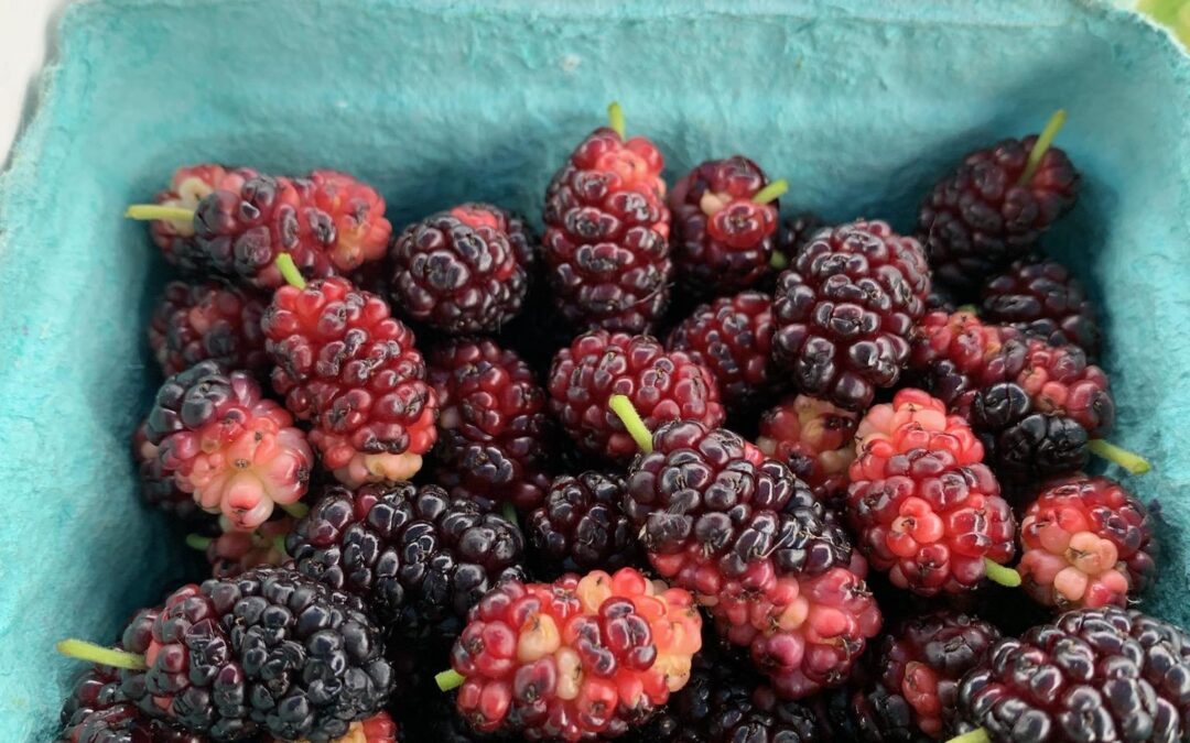 Mulberries