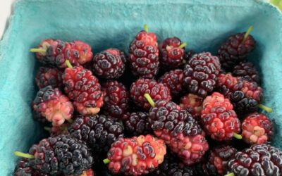 Fresh Mulberries Picked This Morning