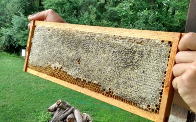 Extracting Honey Today for Sale at Tomorrow’s Saucon Valley Farmer’s Market