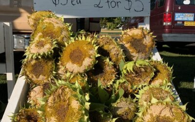 Today We Have… Sunflower Heads – $3 each / 2 for $5