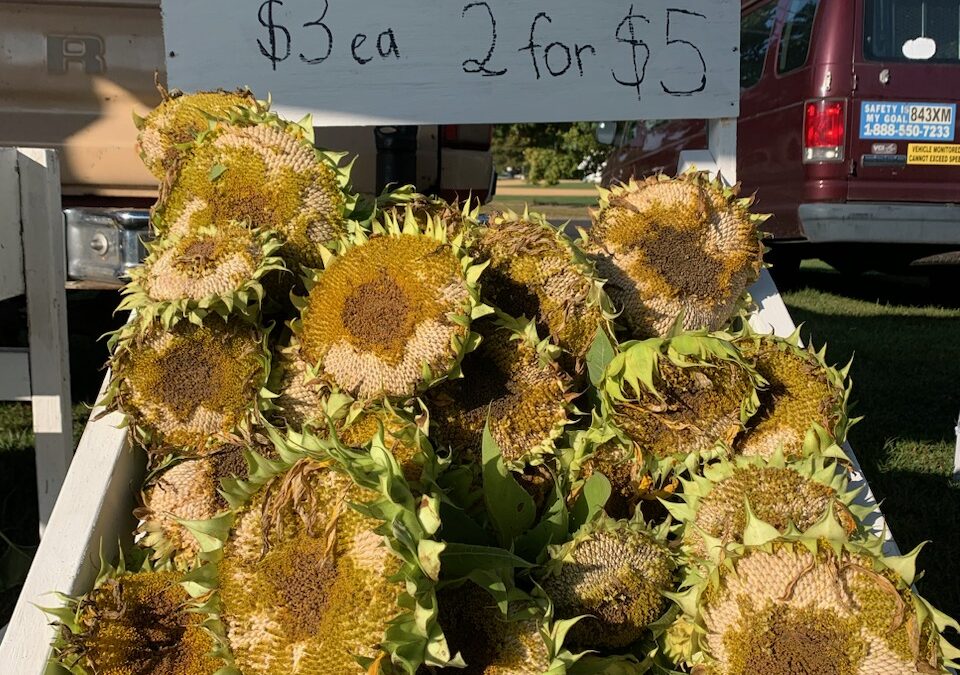 Dried Organic Sunflowers